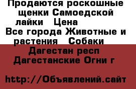 Продаются роскошные щенки Самоедской лайки › Цена ­ 40 000 - Все города Животные и растения » Собаки   . Дагестан респ.,Дагестанские Огни г.